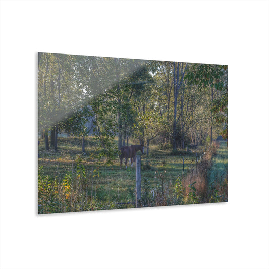 U R There Photography Chestnut Horse Among the Trees Rustic Farmhouse Acrylic Wall Print