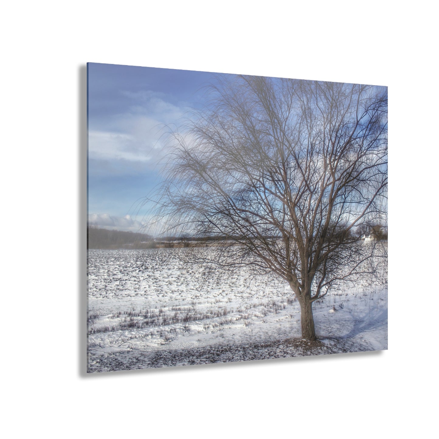 U R There Photography Winter Farm Willow Tree Rustic Farmhouse Acrylic Wall Print