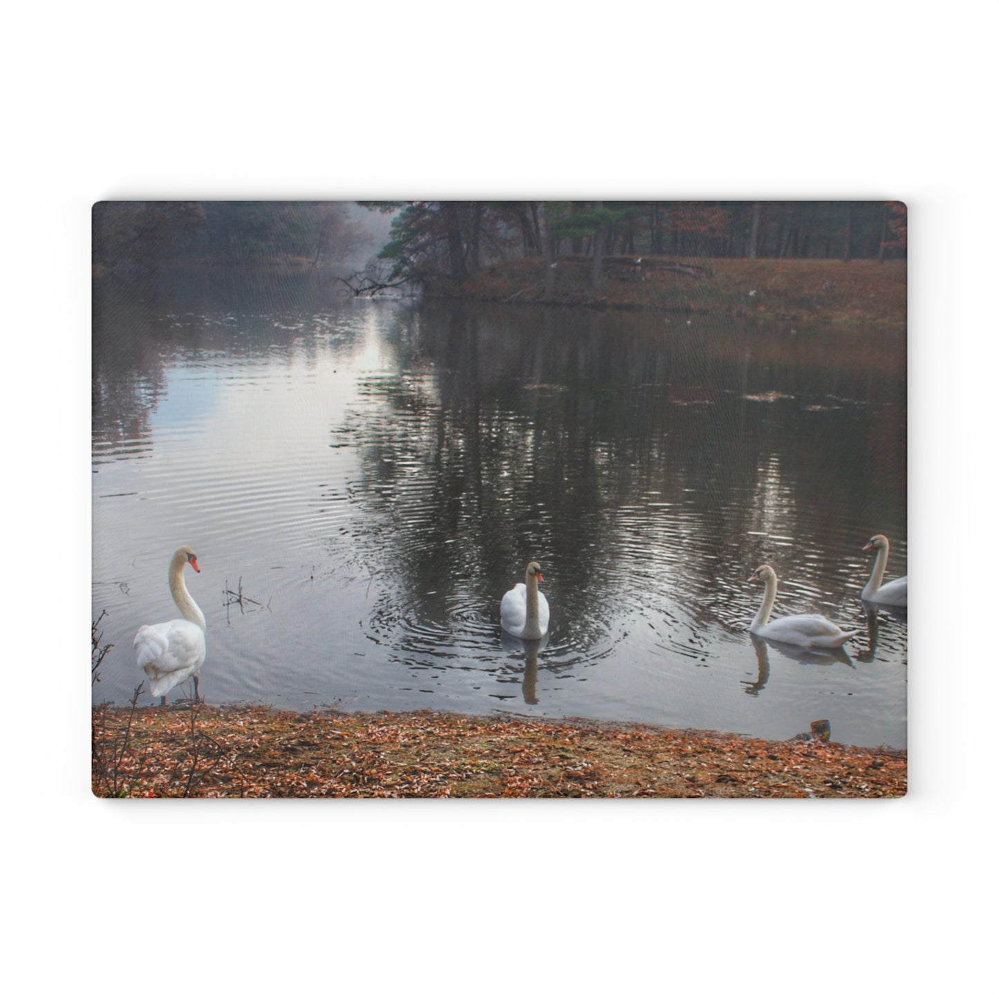U R There Photography Swans of Duck Lake I Rustic Farmhouse Tempered-Glass Cutting Board