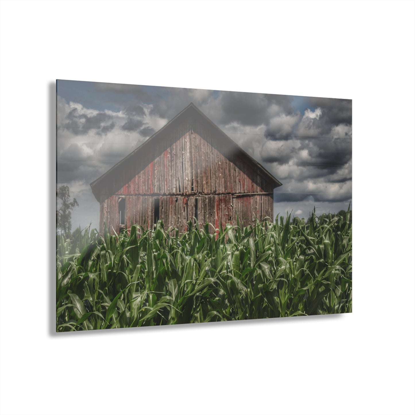 U R There Photography Above the July Corn Rustic Farmhouse Acrylic Wall Print