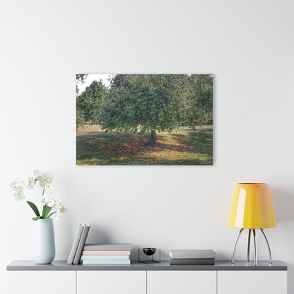 U R There Photography Apple Tree and Apples Rustic Farmhouse Acrylic Wall Print