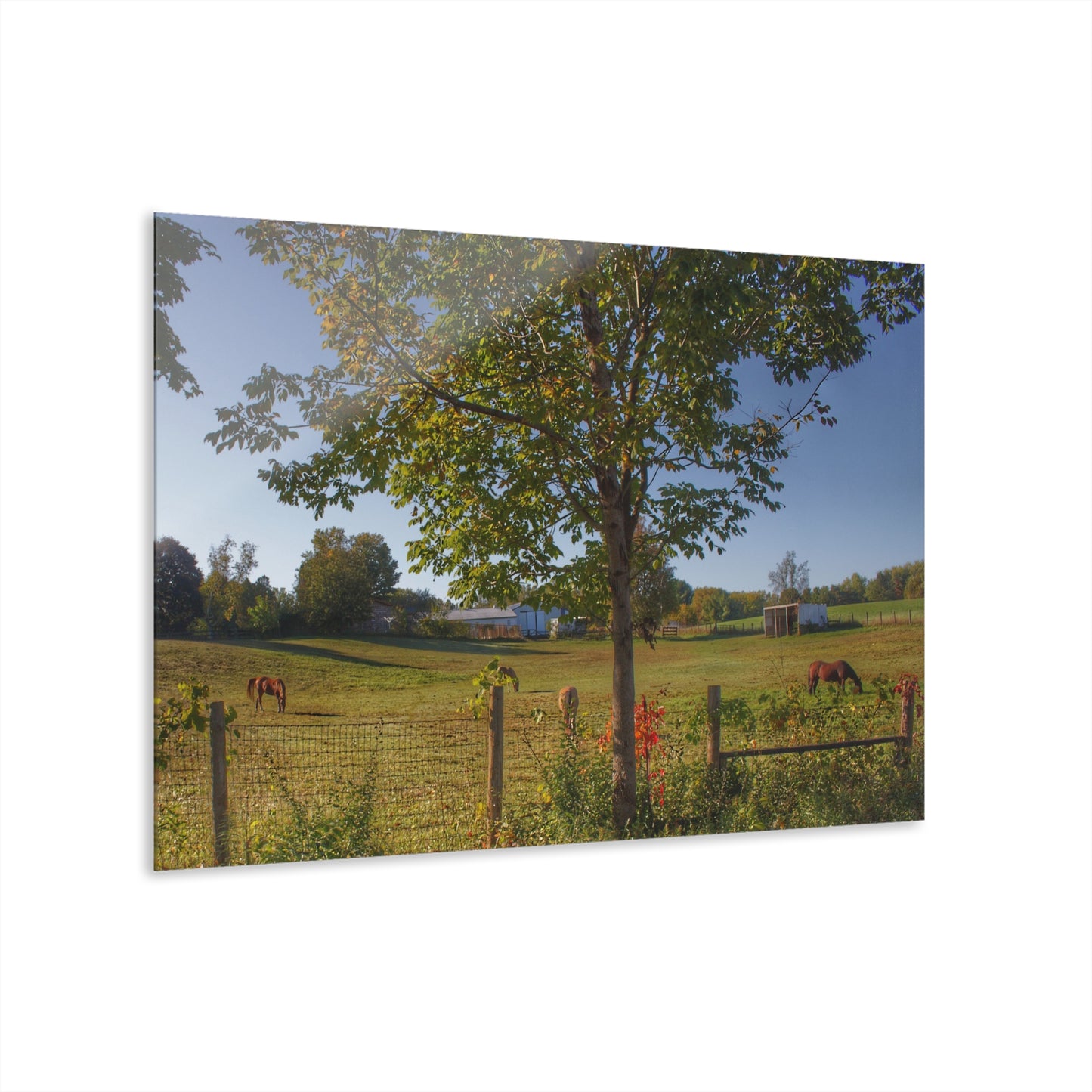 Barn Boutique Modern Farmhouse Acrylic Wall Print| Hunters Creek Ponies