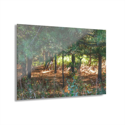 Barn Boutique Modern Farmhouse Acrylic Wall Print| Hidden Deer of Croswell I