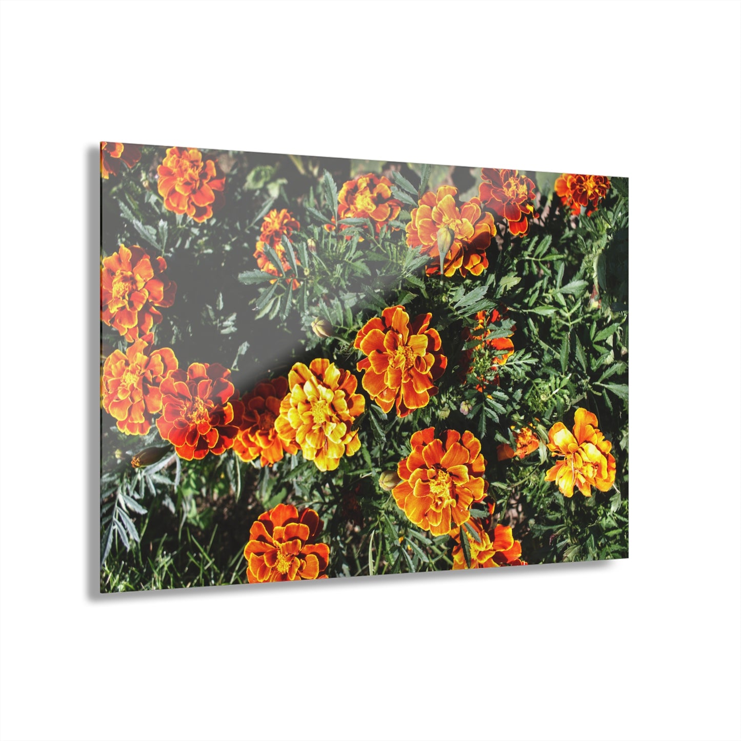 U R There Photography Marigolds Rustic Farmhouse Acrylic Wall Print