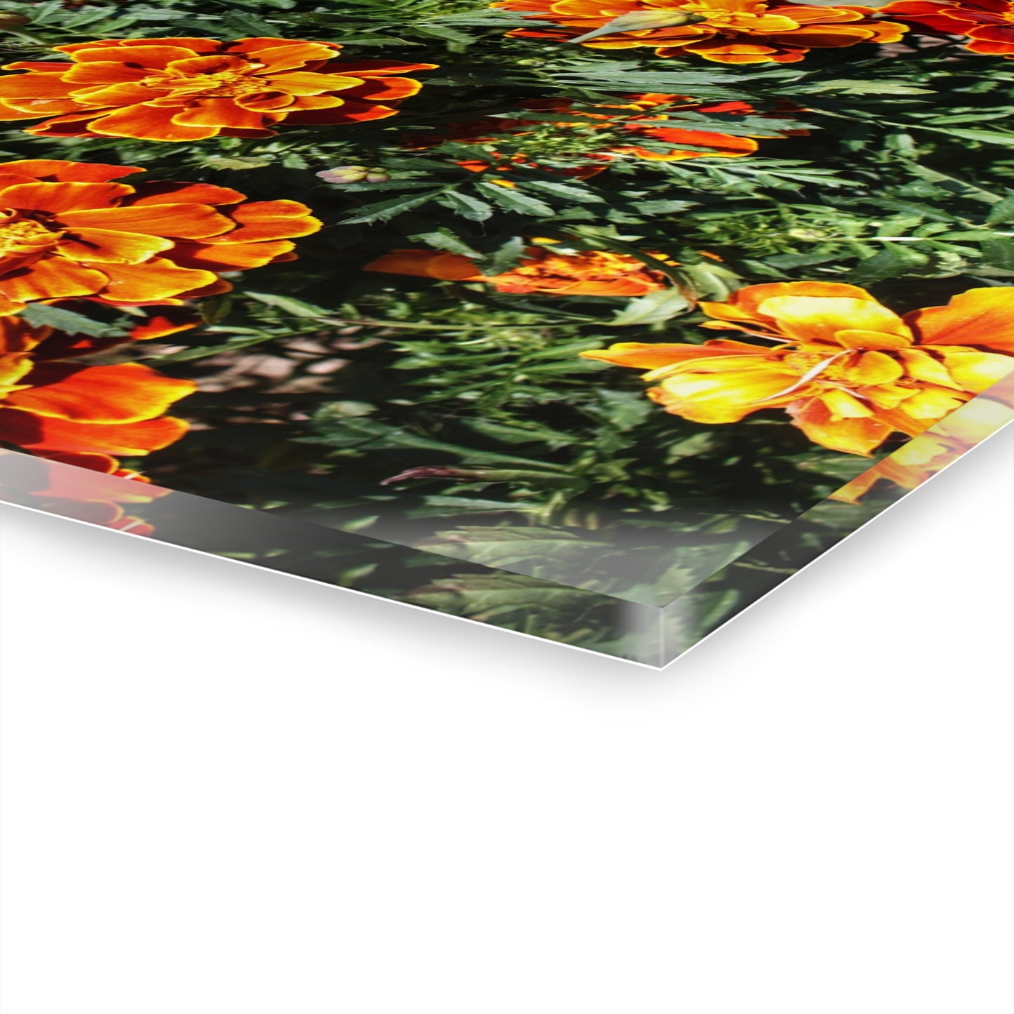 U R There Photography Marigolds Rustic Farmhouse Acrylic Wall Print