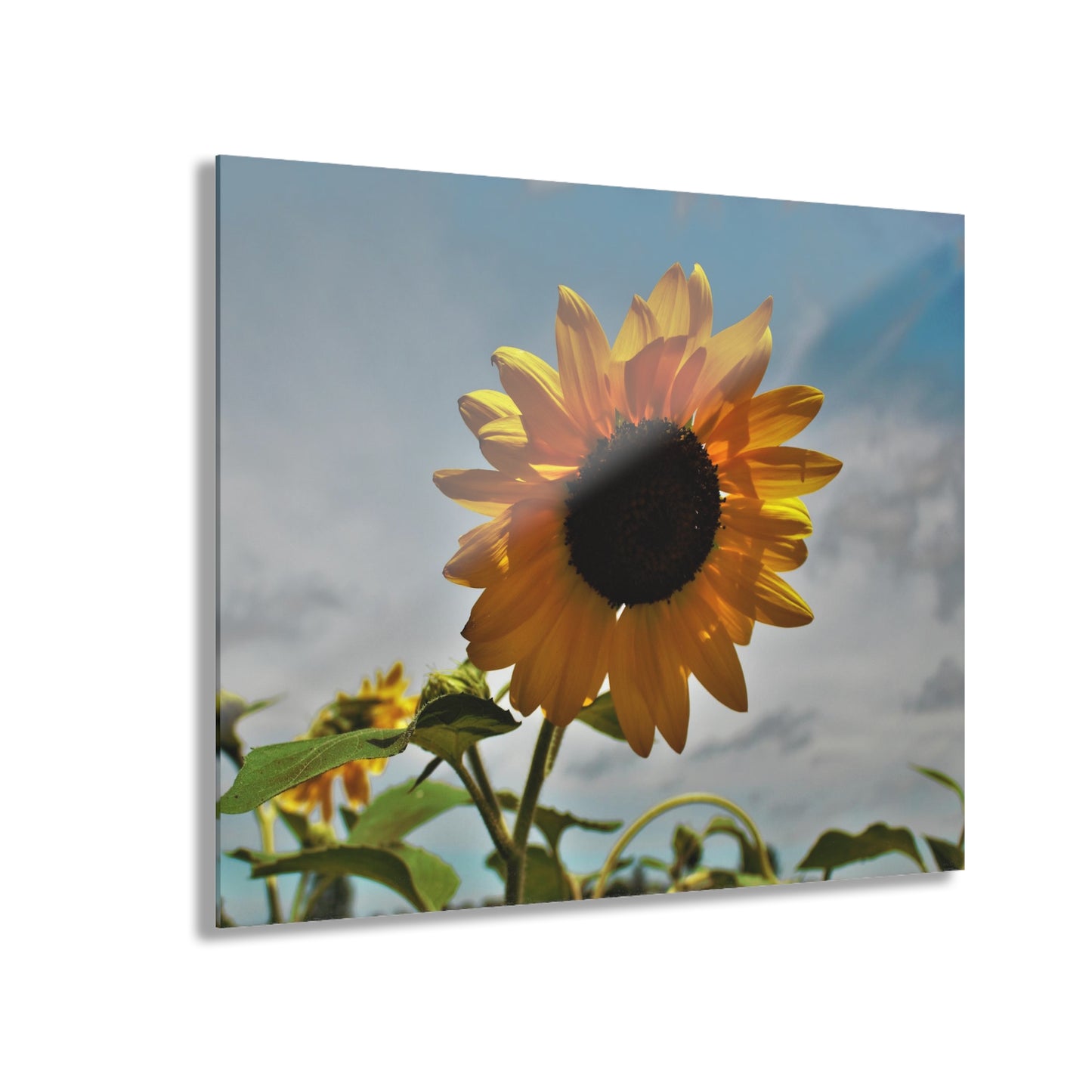 U R There Photography Awakening Sunflower Rustic Farmhouse Acrylic Wall Print