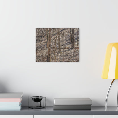 U R There Photography Three Does of Dryden Rustic Farmhouse Acrylic Wall Print