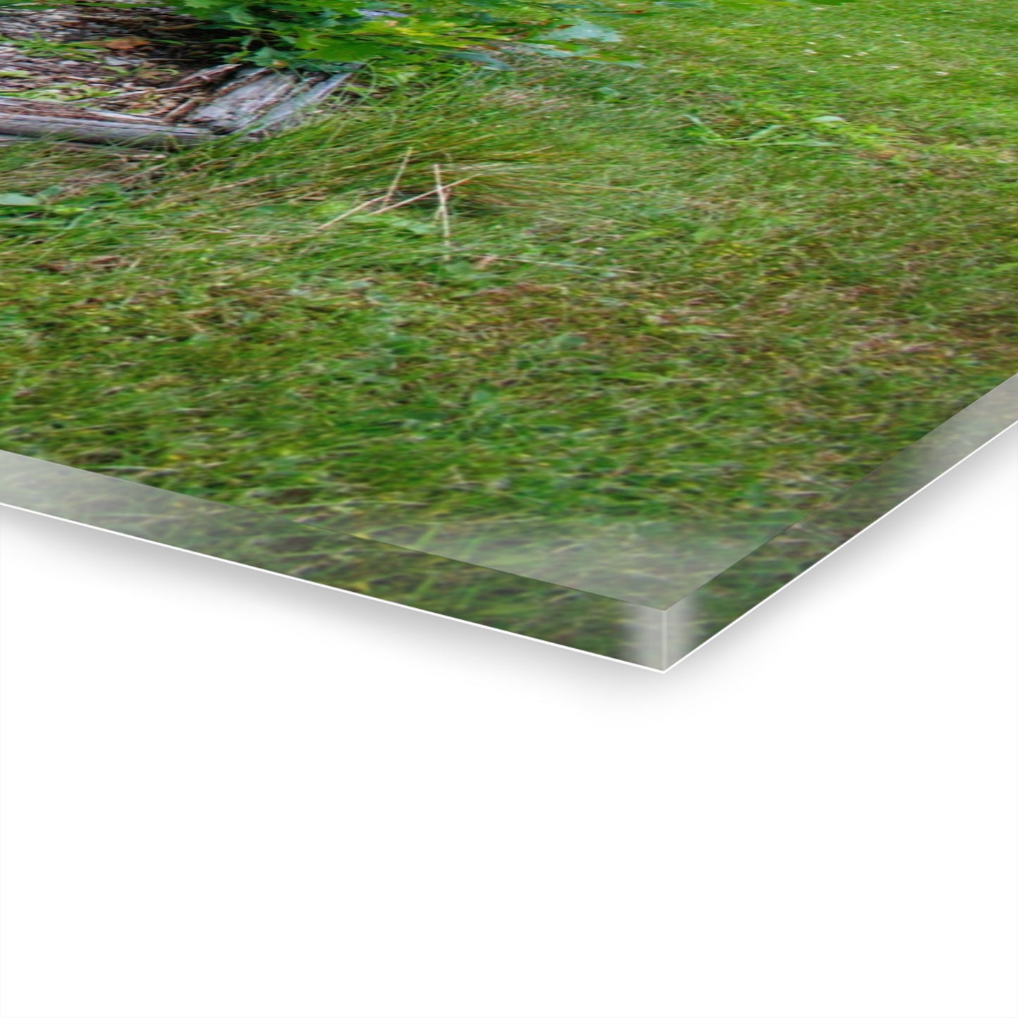 U R There Photography Farm Yard Art Rustic Farmhouse Acrylic Wall Print