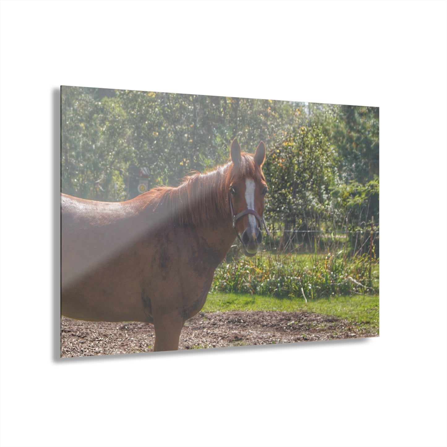 U R There Photography Froede Road Chestnut Brown Rustic Farmhouse Acrylic Wall Print