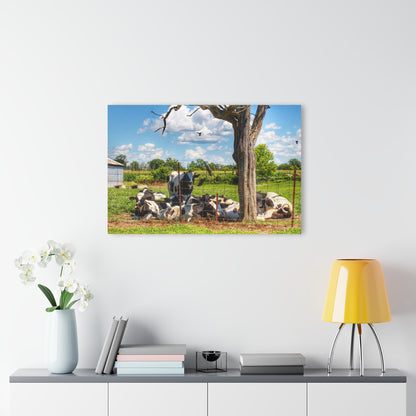 Barn Boutique Modern Farmhouse Acrylic Wall Print| McKinley Road Cows