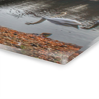 U R There Photography Swans of Duck Lake I Rustic Farmhouse Acrylic Wall Print