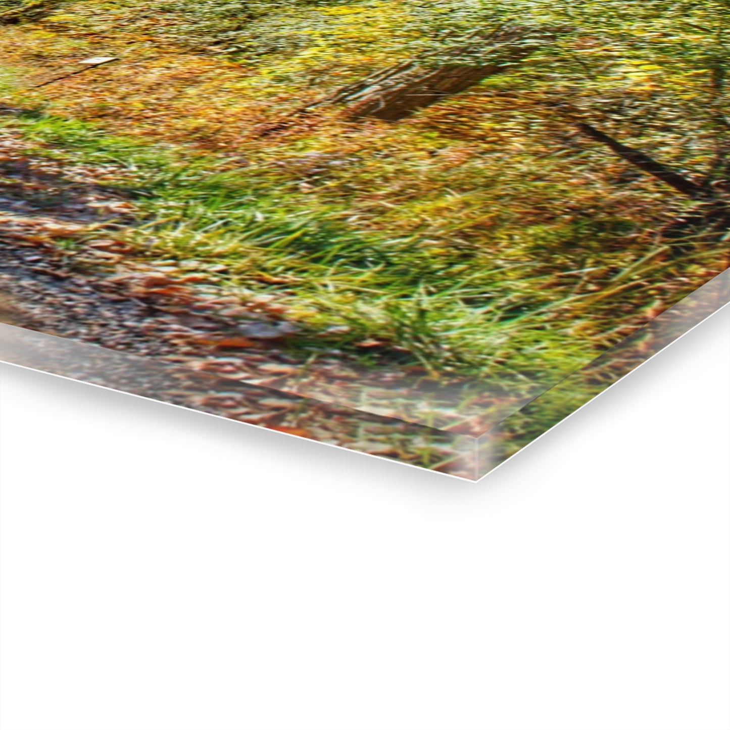 U R There Photography Harson Road in Fall II Rustic Farmhouse Acrylic Wall Print