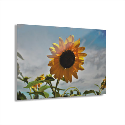 U R There Photography Awakening Sunflower Rustic Farmhouse Acrylic Wall Print