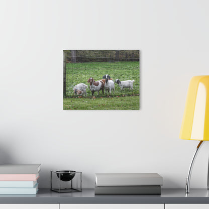 Barn Boutique Modern Farmhouse Acrylic Wall Print| Goats of Ortonville II