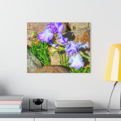 U R There Photography Saint Hugos Iris Rustic Farmhouse Acrylic Wall Print
