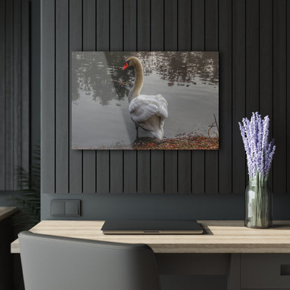 U R There Photography Swans of Duck Lake III Rustic Farmhouse Acrylic Wall Print