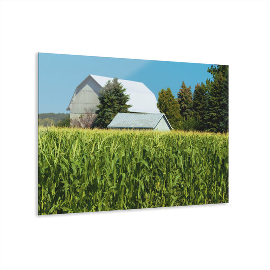 U R There Photography White Cornfield Barn Rustic Farmhouse Acrylic Wall Print