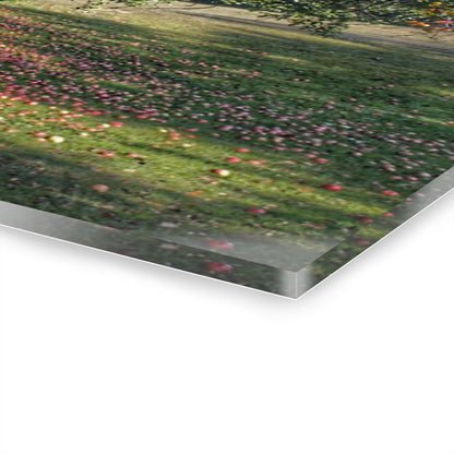 U R There Photography Frankenmuth Apple Tree Rustic Farmhouse Acrylic Wall Print