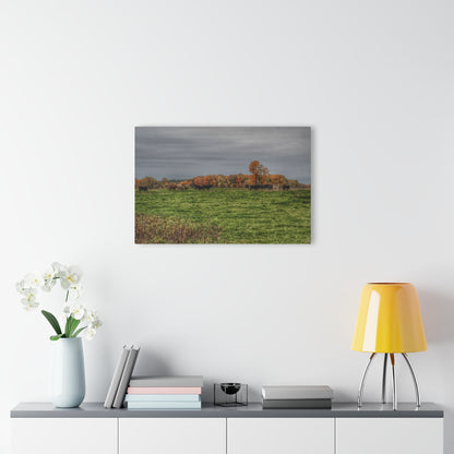 Barn Boutique Modern Farmhouse Acrylic Wall Print| Oak Cows