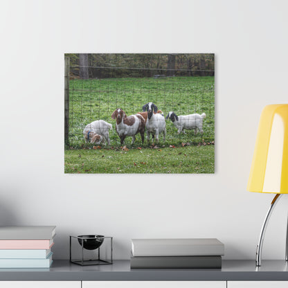 Barn Boutique Modern Farmhouse Acrylic Wall Print| Goats of Ortonville II