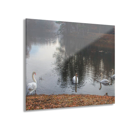U R There Photography Swans of Duck Lake I Rustic Farmhouse Acrylic Wall Print