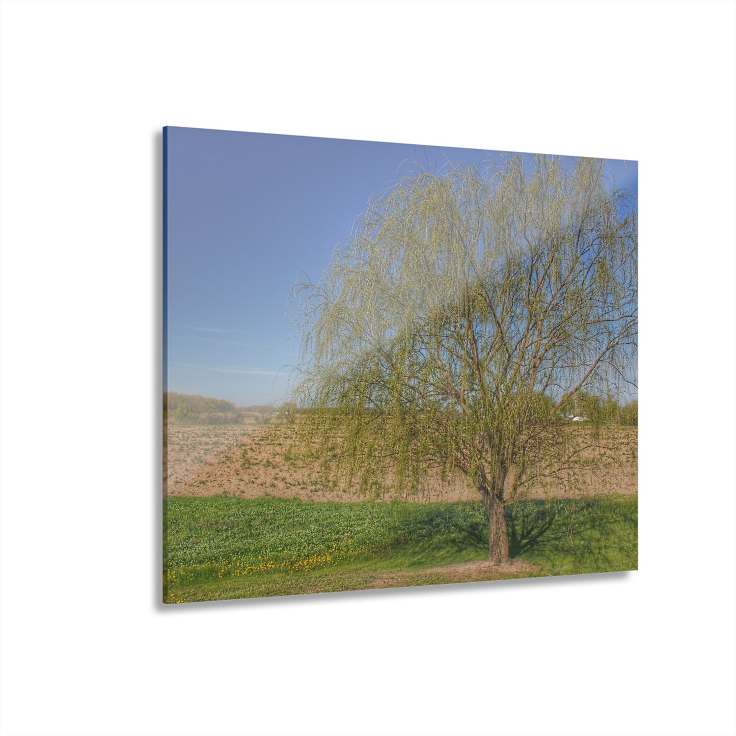 U R There Photography Spring Farm Willow Tree Rustic Farmhouse Acrylic Wall Print