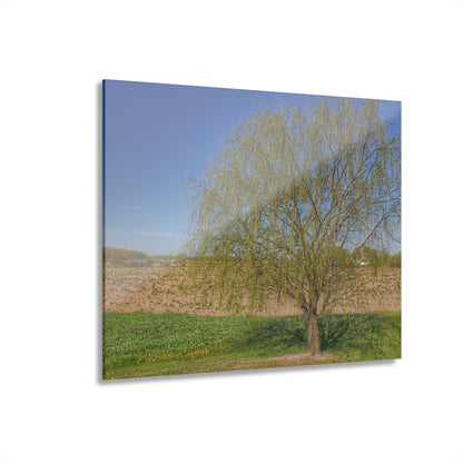 U R There Photography Spring Farm Willow Tree Rustic Farmhouse Acrylic Wall Print