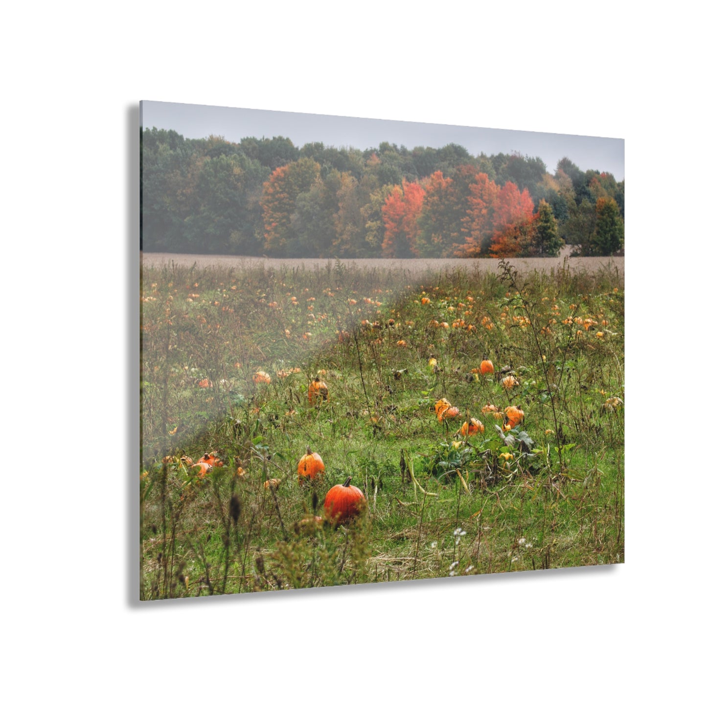 U R There Photography Once Upon a Time in a Pumpkin Patch Rustic Farmhouse Acrylic Wall Print