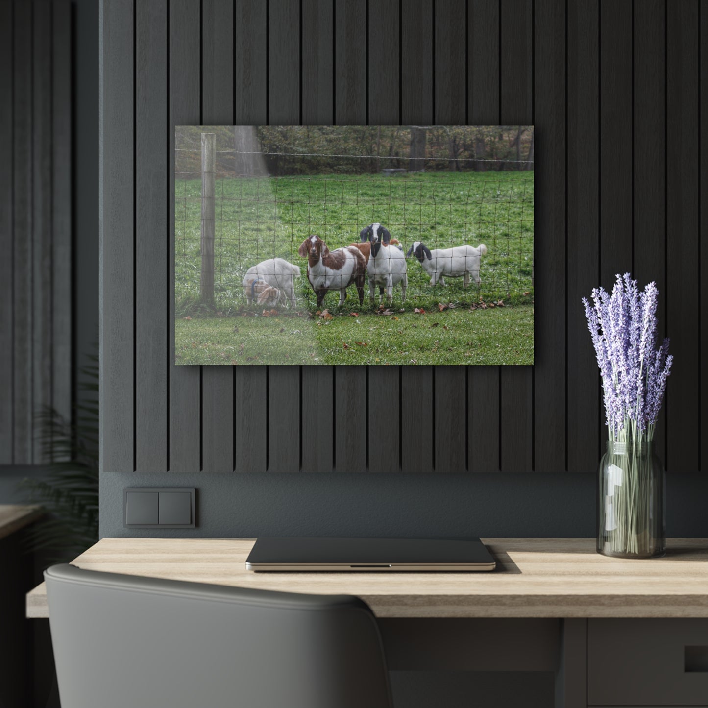 Barn Boutique Modern Farmhouse Acrylic Wall Print| Goats of Ortonville II