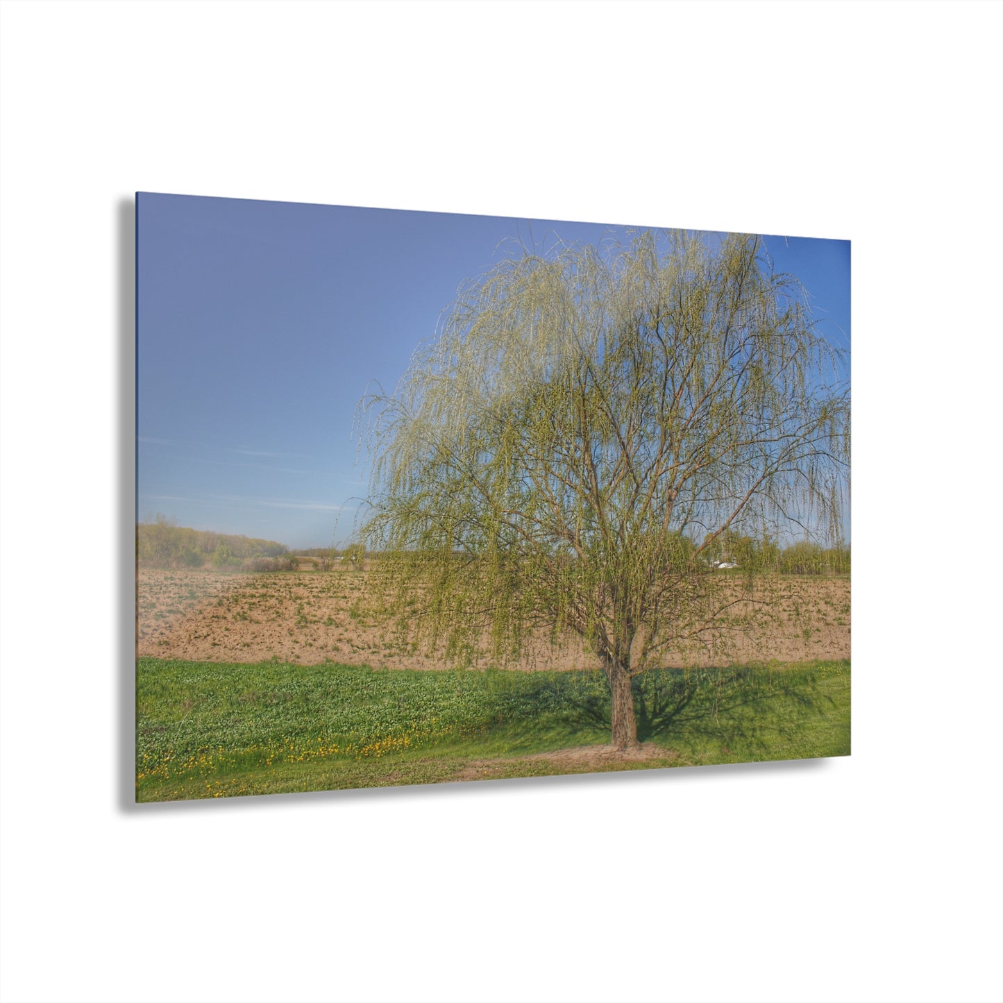 U R There Photography Spring Farm Willow Tree Rustic Farmhouse Acrylic Wall Print