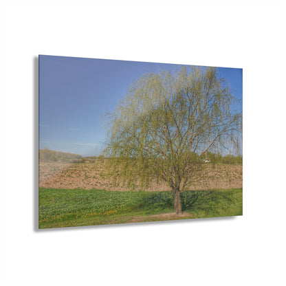 U R There Photography Spring Farm Willow Tree Rustic Farmhouse Acrylic Wall Print