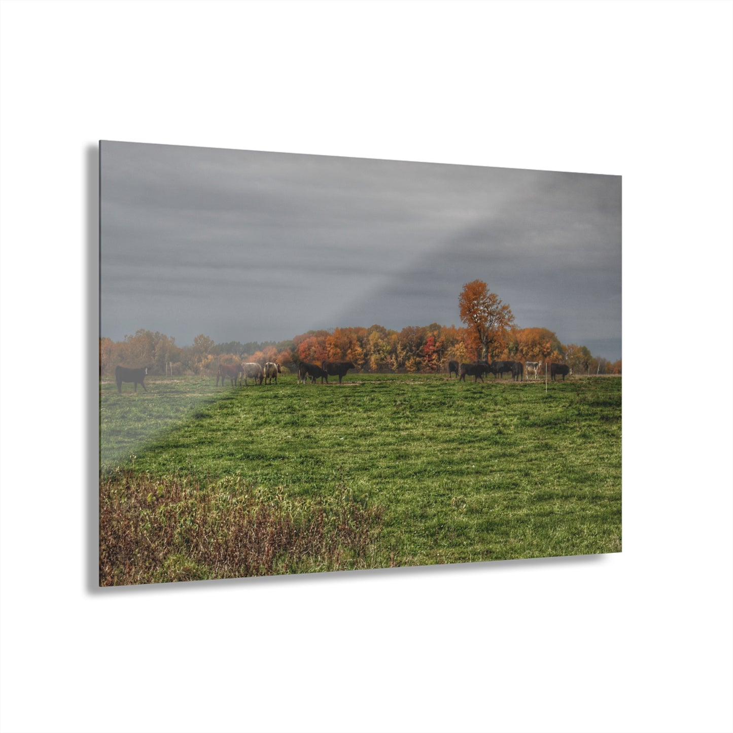 U R There Photography Oak Cows Rustic Farmhouse Acrylic Wall Print