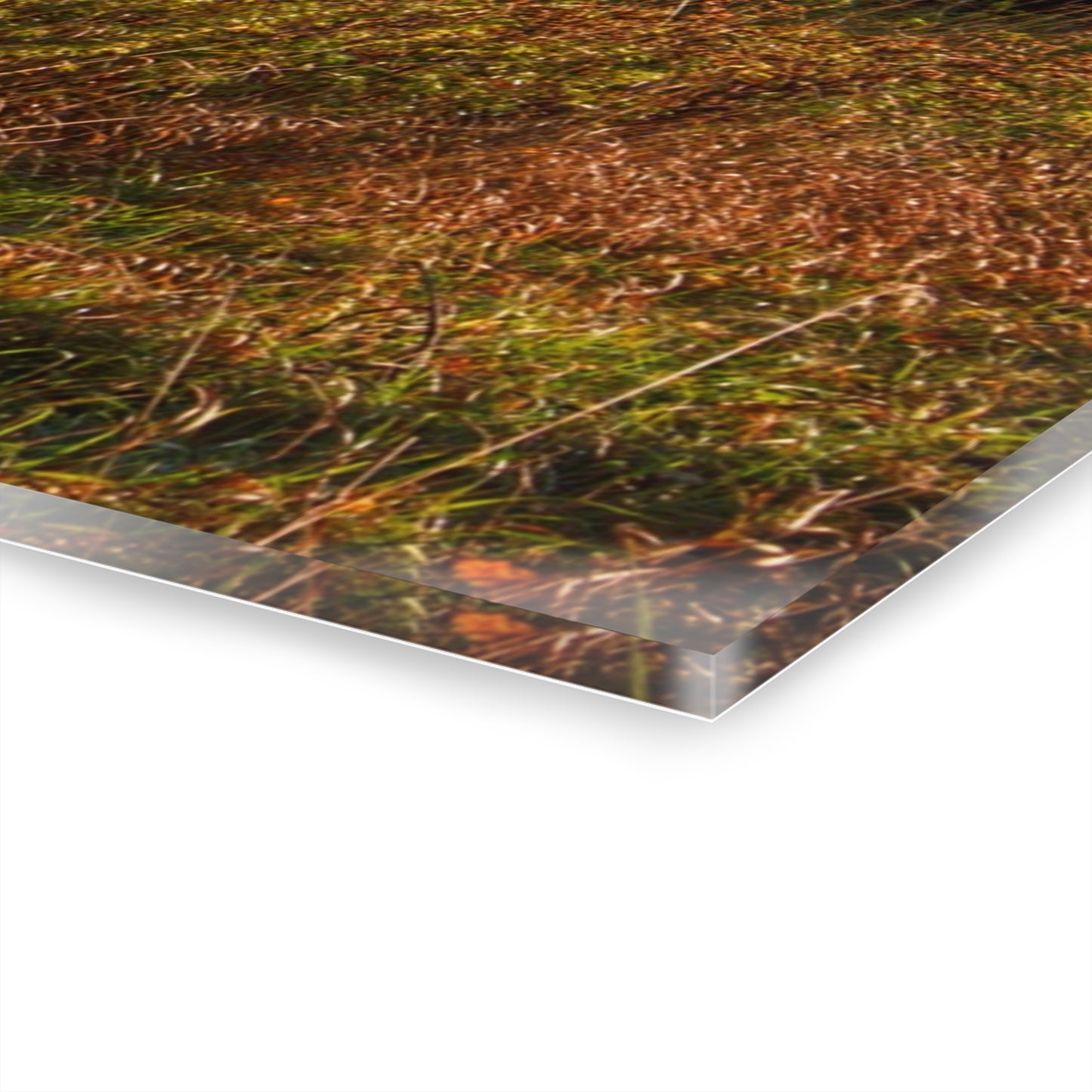 U R There Photography Montgomery Road Reds Rustic Farmhouse Acrylic Wall Print