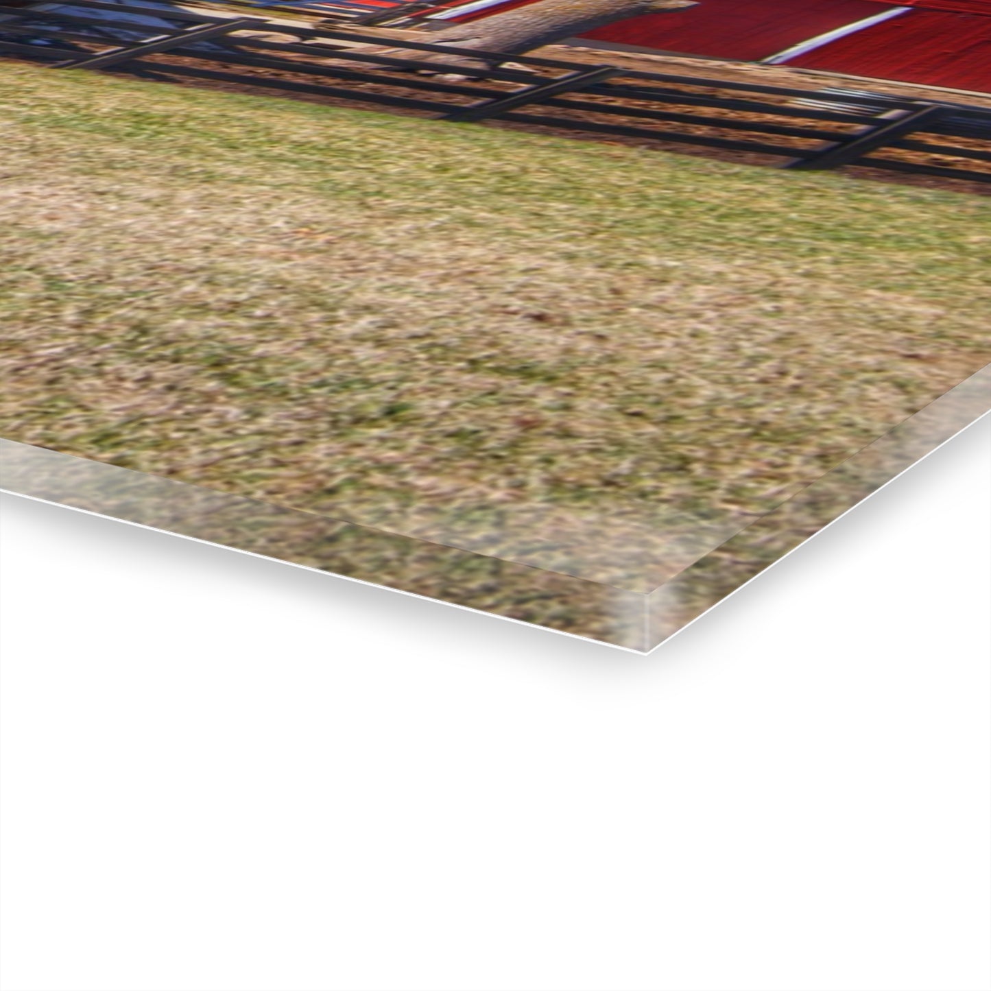 U R There Photography Imlay City Road Cow Barn I Rustic Farmhouse Acrylic Wall Print