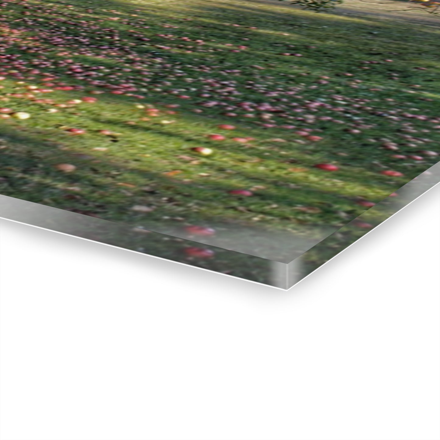 U R There Photography Apple Tree and Apples Rustic Farmhouse Acrylic Wall Print