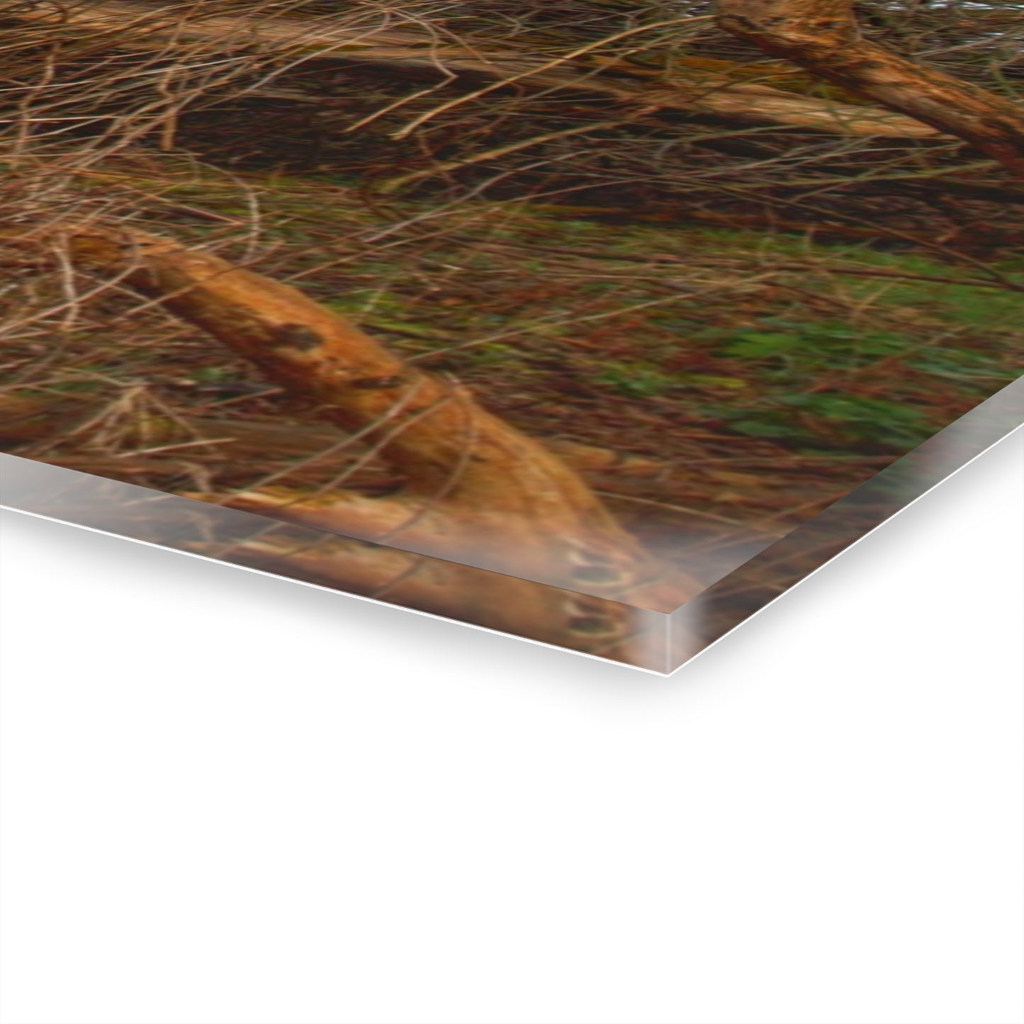 U R There Photography Hidden Silo of Fostoria Rustic Farmhouse Acrylic Wall Print