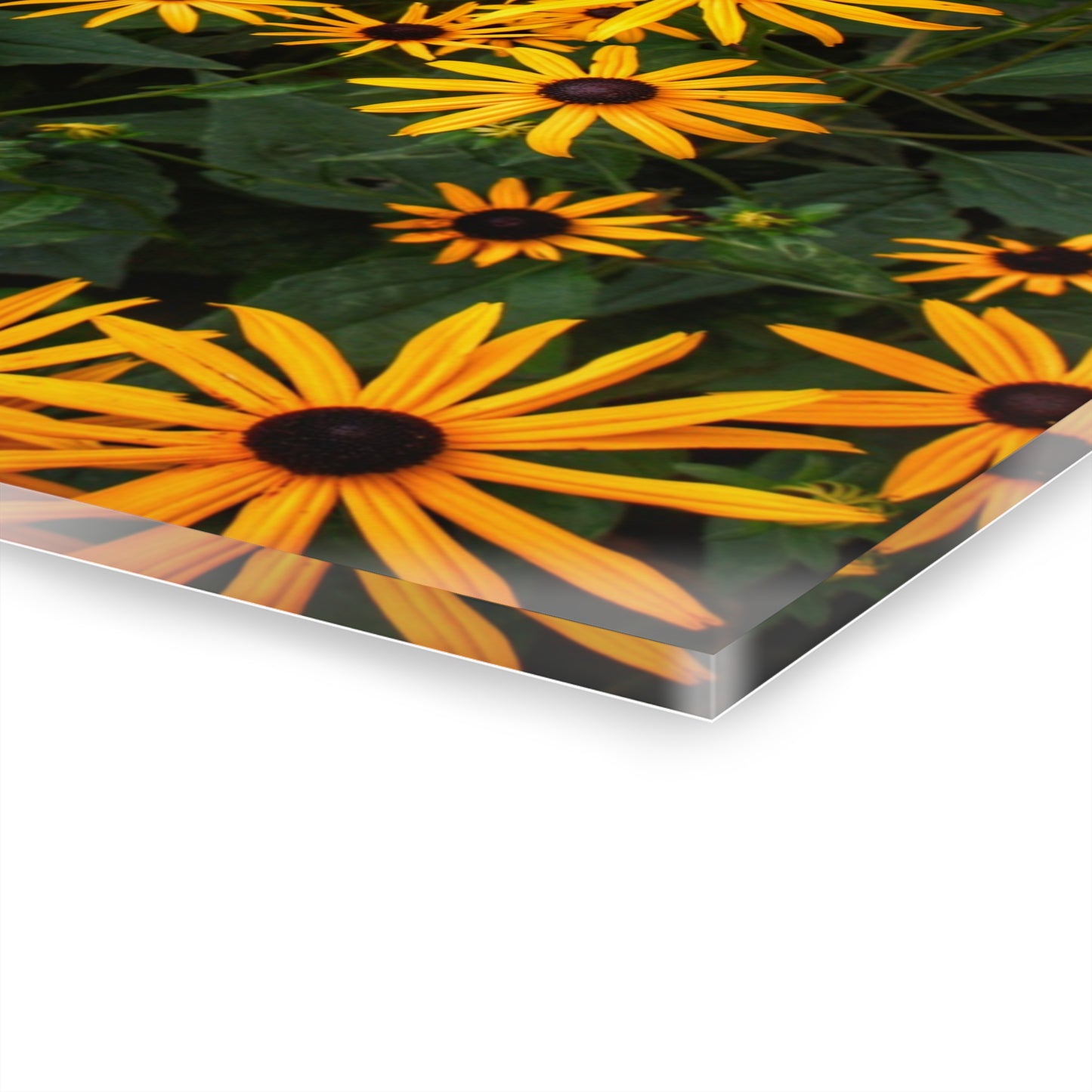 U R There Photography Black-Eyed Susan Rustic Farmhouse Acrylic Wall Print