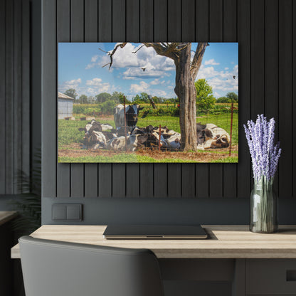 Barn Boutique Modern Farmhouse Acrylic Wall Print| McKinley Road Cows