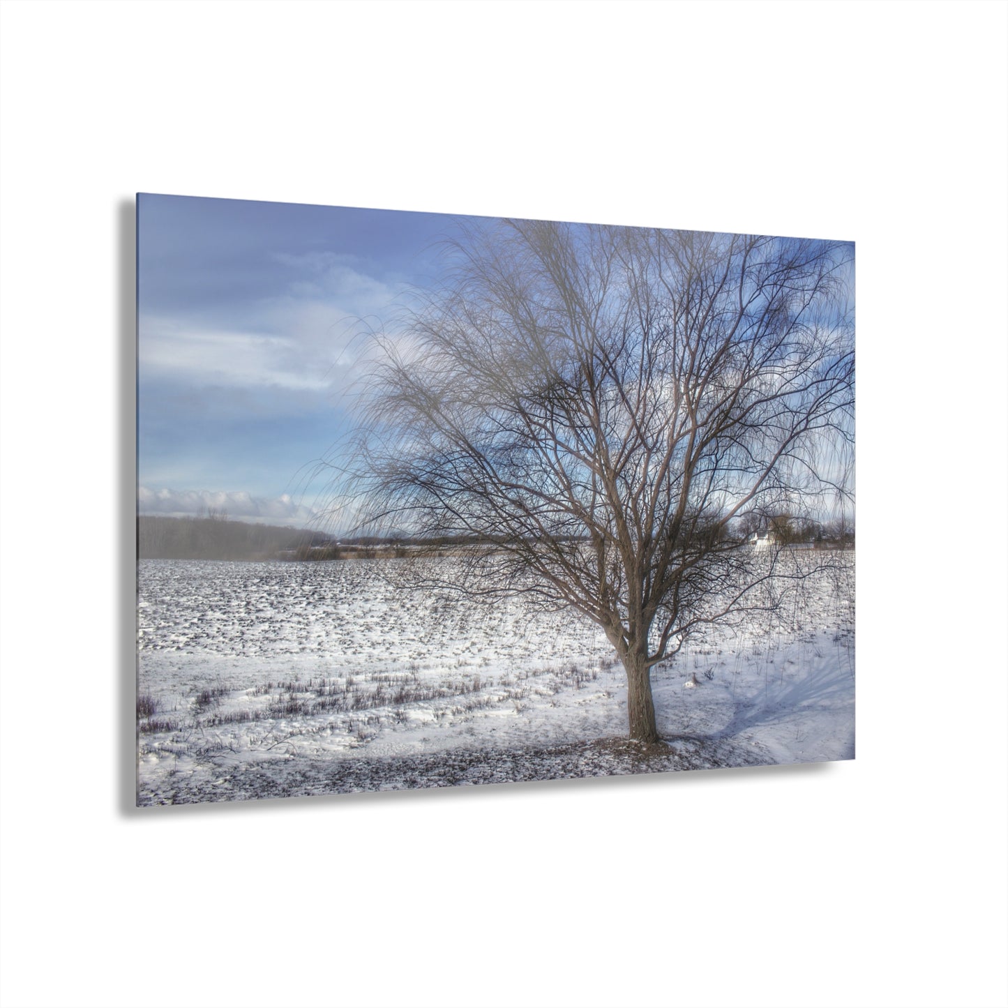 U R There Photography Winter Farm Willow Tree Rustic Farmhouse Acrylic Wall Print