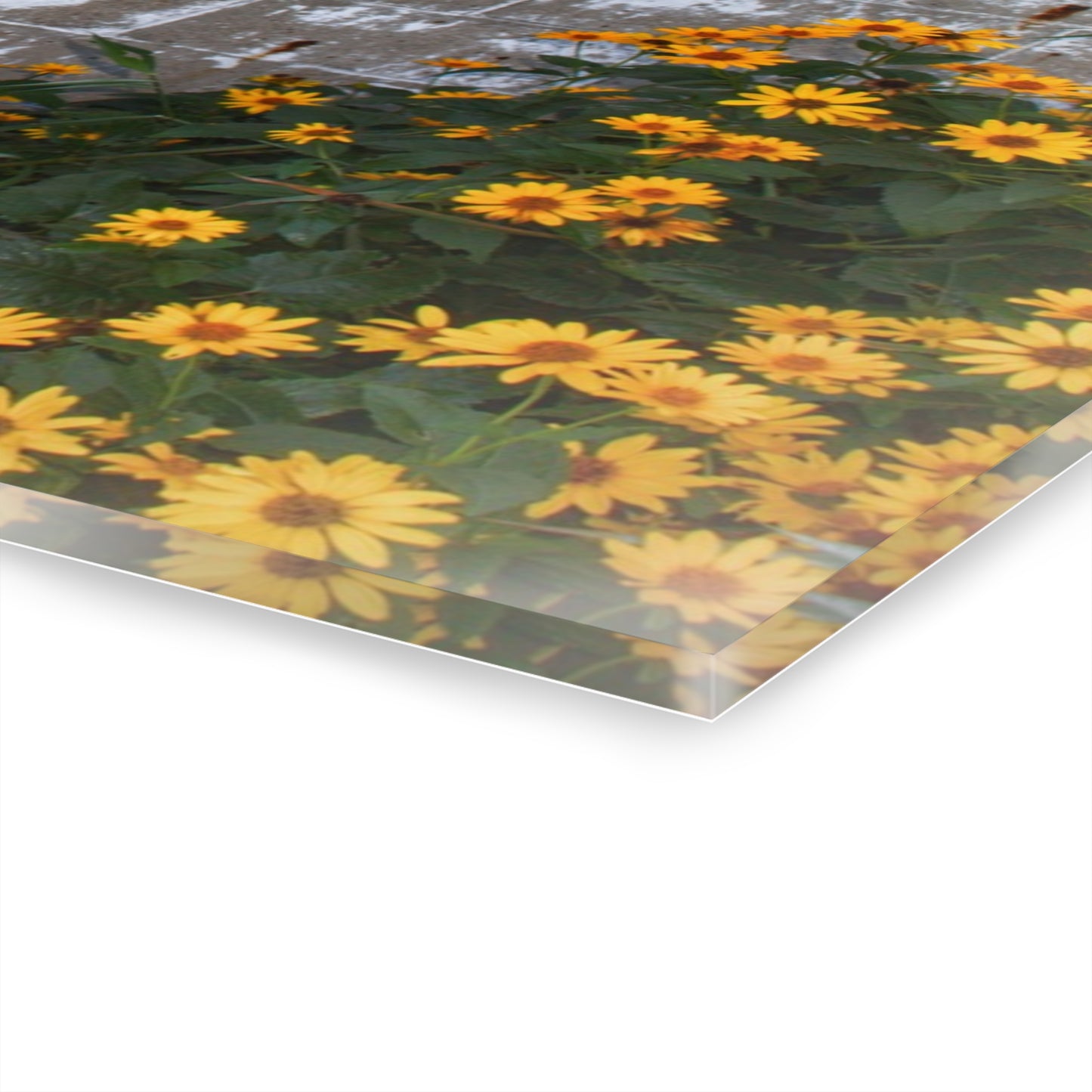 U R There Photography Golden Blooms on McDowell Rustic Farmhouse Acrylic Wall Print