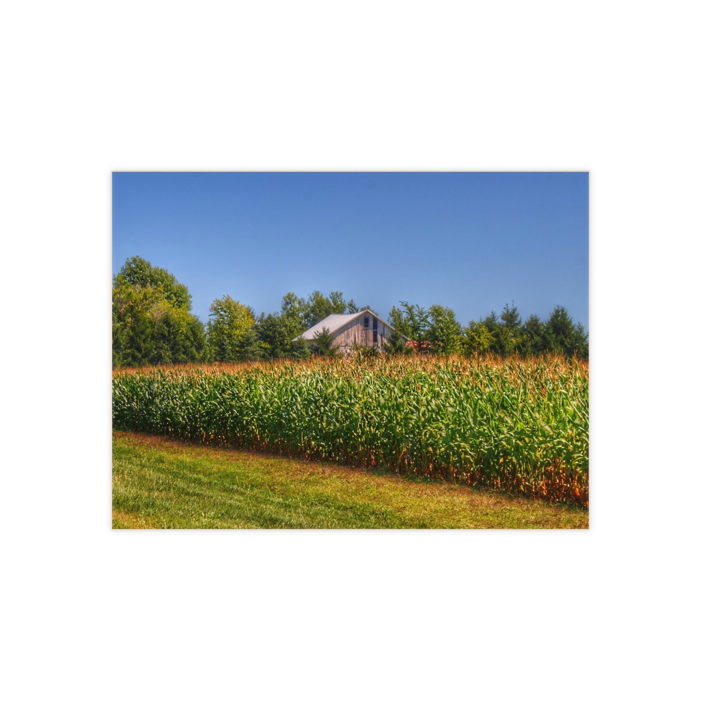 U R There Photography Beyond the Corn on Birch Run Road Rustic Farmhouse Decorative Ceramic Tile