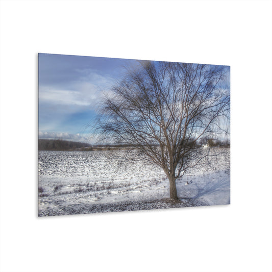 U R There Photography Winter Farm Willow Tree Rustic Farmhouse Acrylic Wall Print