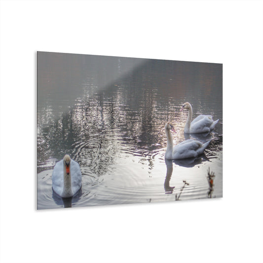 U R There Photography Swans of Duck Lake II Rustic Farmhouse Acrylic Wall Print
