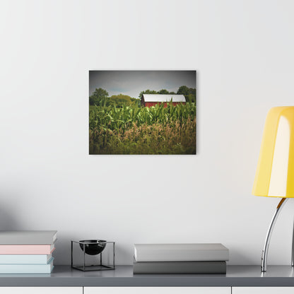 U R There Photography July Corn Rustic Farmhouse Acrylic Wall Print