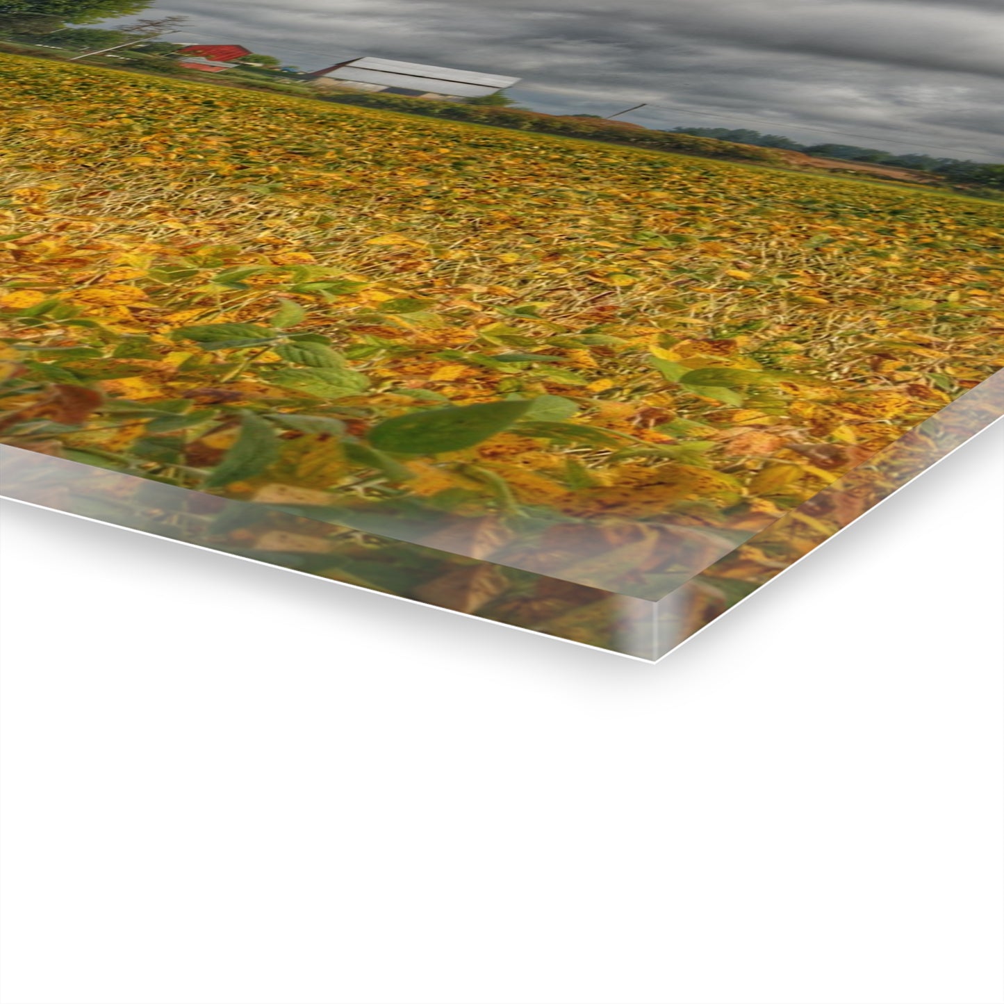 U R There Photography Golden Fields Farm Rustic Farmhouse Acrylic Wall Print