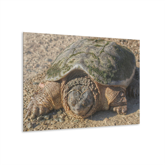 U R There Photography Fargo Road Turtle Rustic Farmhouse Acrylic Wall Print