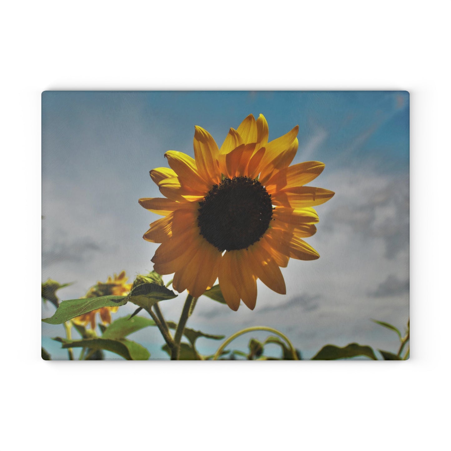 U R There Photography Awakening Sunflower Rustic Farmhouse Tempered-Glass Cutting Board
