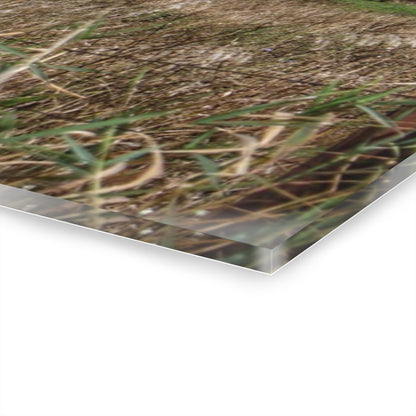 U R There Photography East Frances Road Hidden Grey I Rustic Farmhouse Acrylic Wall Print