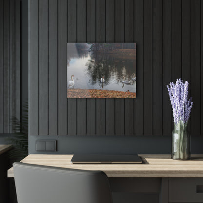 U R There Photography Swans of Duck Lake I Rustic Farmhouse Acrylic Wall Print