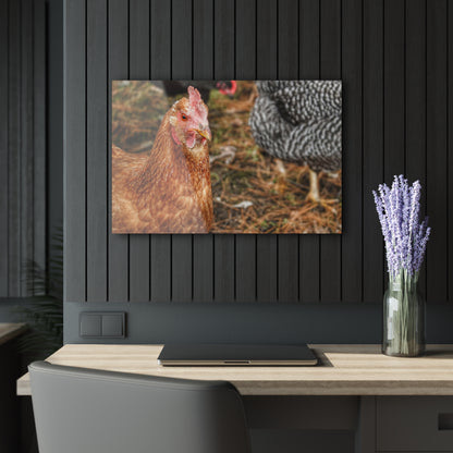 Barn Boutique Modern Farmhouse Acrylic Wall Print| Chicken for Hayley